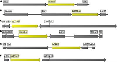 ESBL and AmpC β-Lactamase Encoding Genes in E. coli From Pig and Pig Farm Workers in Vietnam and Their Association With Mobile Genetic Elements